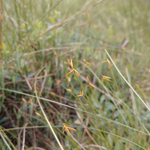 Carex pauciflora iNat (2)