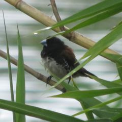 Spermestes bicolor nigriceps