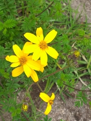 Tagetes zypaquirensis