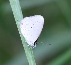 Eicochrysops hippocrates