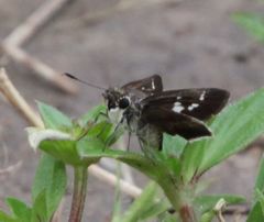 Platylesches moritili