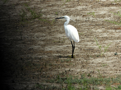 Egretta garzetta