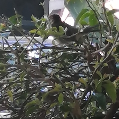 Passer domesticus