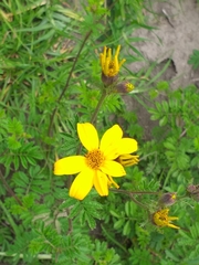 Tagetes zypaquirensis