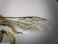Lasioglossum discus