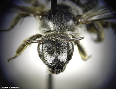 Lasioglossum discus