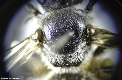 Lasioglossum discus