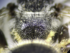 Lasioglossum discus
