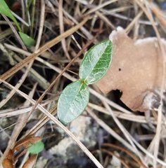 Echites umbellatus