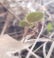 Echites umbellatus