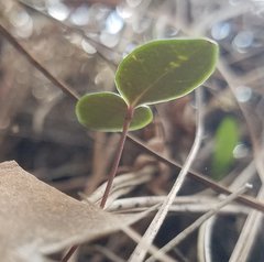 Echites umbellatus