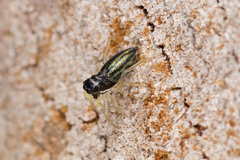 Phintella debilis