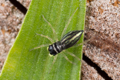 Phintella debilis