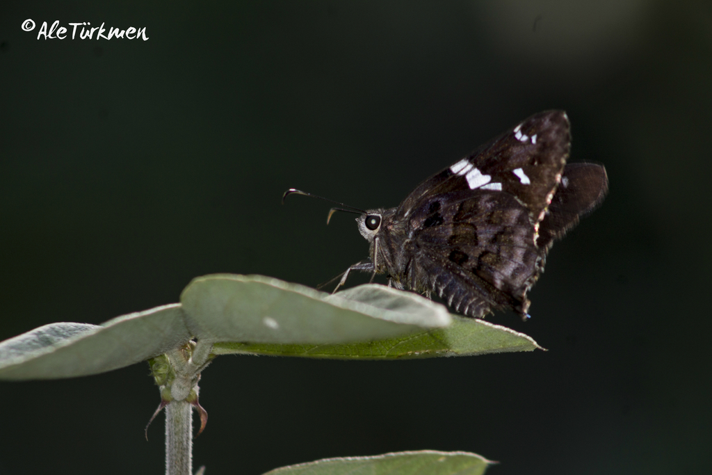 Sally’s Mottled-Skipper