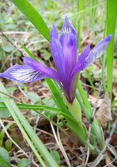 Iris uniflora