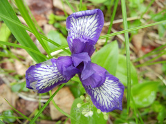 Iris uniflora