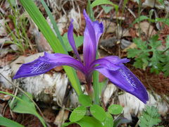 Iris uniflora
