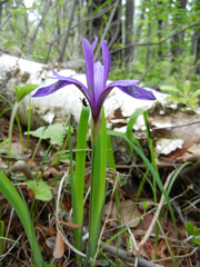 Iris uniflora