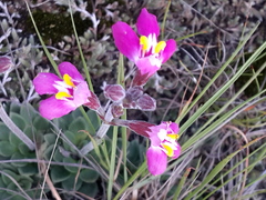 Craterostigma wilmsii