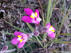 Craterostigma wilmsii