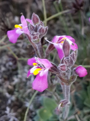 Craterostigma wilmsii