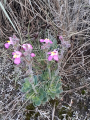 Craterostigma wilmsii