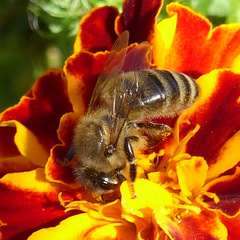 Apis mellifera