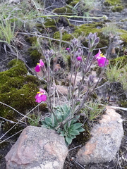 Craterostigma wilmsii