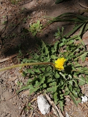 Taraxacum officinale