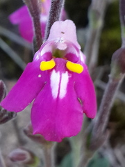 Craterostigma wilmsii