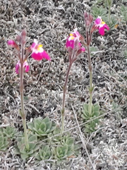 Craterostigma wilmsii