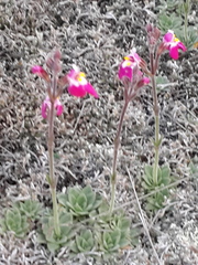 Craterostigma wilmsii