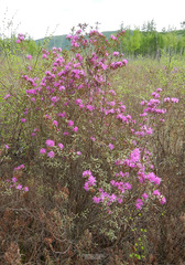 Rhododendron parvifolium