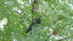 Xiphidiopicus percussus