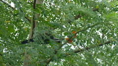 Xiphidiopicus percussus