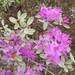 Rhododendron parvifolium - Photo (c) Alexander Yakovlev, μερικά δικαιώματα διατηρούνται (CC BY-NC), uploaded by Alexander Yakovlev
