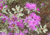 Rhododendron parvifolium - Photo (c) Alexander Yakovlev, some rights reserved (CC BY-NC), uploaded by Alexander Yakovlev
