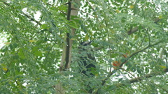 Xiphidiopicus percussus