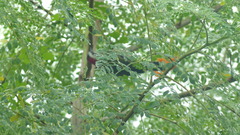 Xiphidiopicus percussus