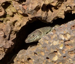 Teira dugesii dugesii