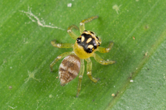 Colyttus striatus