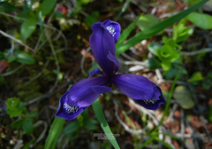 Iris uniflora