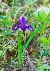 Iris uniflora