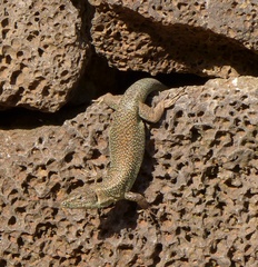 Teira dugesii dugesii