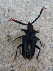 Calocomus desmarestii