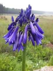 Agapanthus inapertus