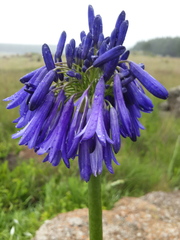 Agapanthus inapertus