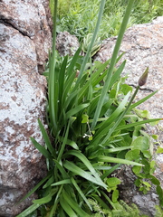 Agapanthus inapertus