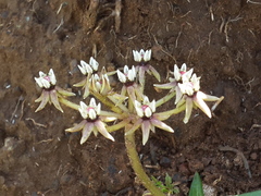 Asclepias multicaulis