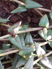 Asclepias multicaulis